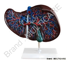 Liver Model