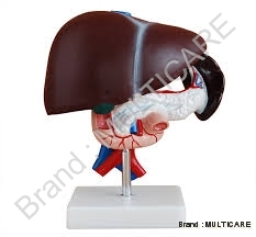 Liver Pancreas And Duodenum Model
