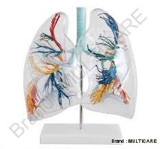 Model Of The Transparent Lung Segment - Plastic PVC, Transparent, 2x Magnification | Detailed Bronchial Tree, 18 Segments, Anatomical Accuracy, Educational Tool