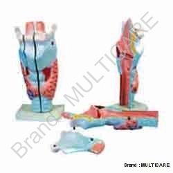 Human Larynx Model Magnified