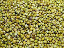 Coriander Seeds