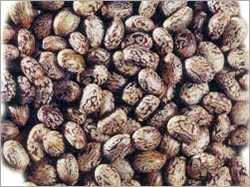Castor Seeds
