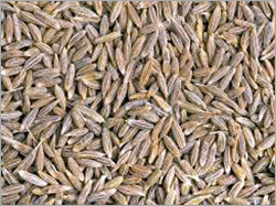Cumin Seeds