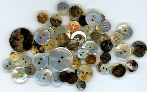 Agoya Shell buttons