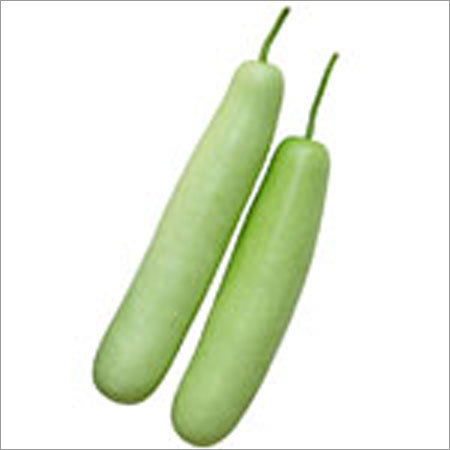 Bottle Gourd