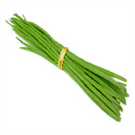 Drumsticks - 10-20cm Green Bundle | Fresh Hygienic Pure Bulk Seasonal Culinary Use