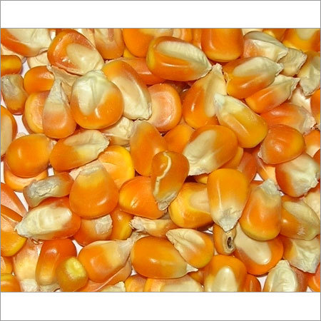 Broken Maize