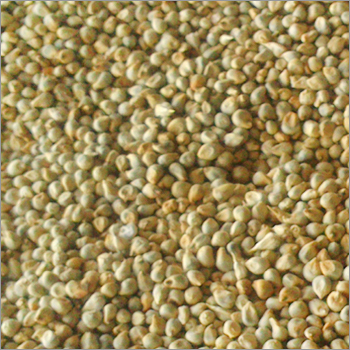 Bajra Seed