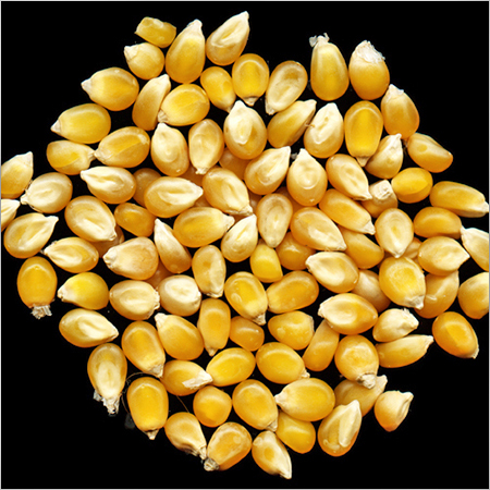 Maize