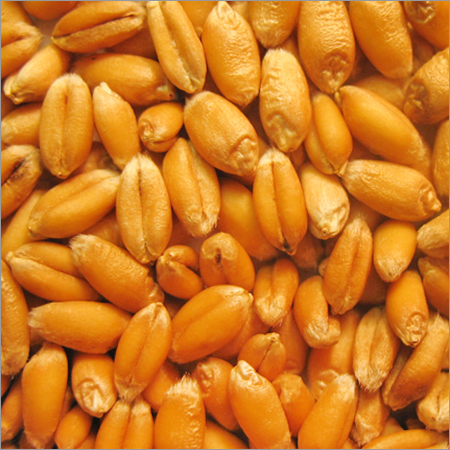 Wheat