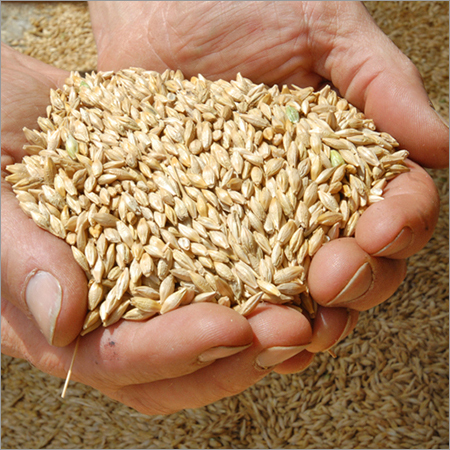 Barley