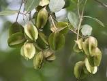 Terminalia