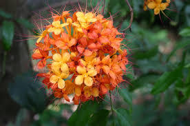 Saraca Asoca Herbs