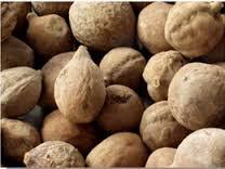 Terminalia Bellerica