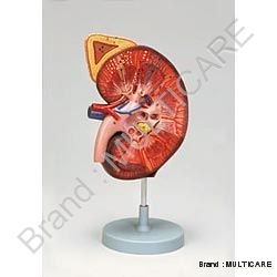 Kidney Model