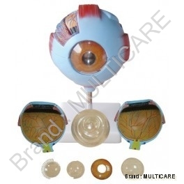 Giant Eye Model