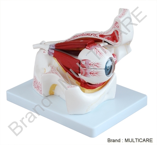 Eye with Orbit Model