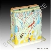 Skin Model Enlarged