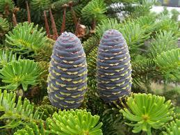 Abies pindrow