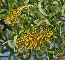 Acacia auriculaeformis - Tree Height 15-30m, Trunk Diameter 50cm | Fast Growth, Durable Wood, Shade Provider, Ornamental Value, Fuel Source, Tannin Source