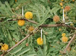 Acacia farnesiana Acacia farnesiana