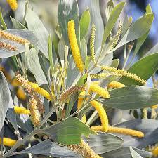 Acacia holosericea - Shrub to Small Tree 2-12m, Golden-Yellow Flowers | Drought Resistant, Fast Growing, Nitrogen Fixation, Erosion Control