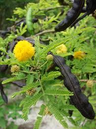 Acacia planifrons - Greyish-Brown Bark, 7m Height | Fast Growth, Drought Tolerant, Nitrogen Fixation, Ornamental, Easy Propagation