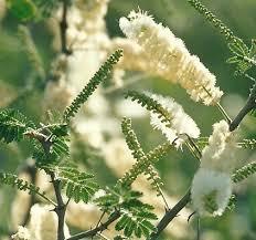 Acacia senegal