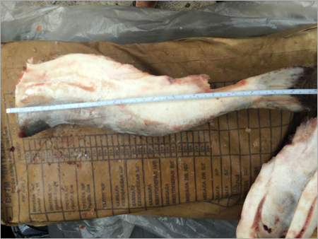 Frozen Salmon Fish
