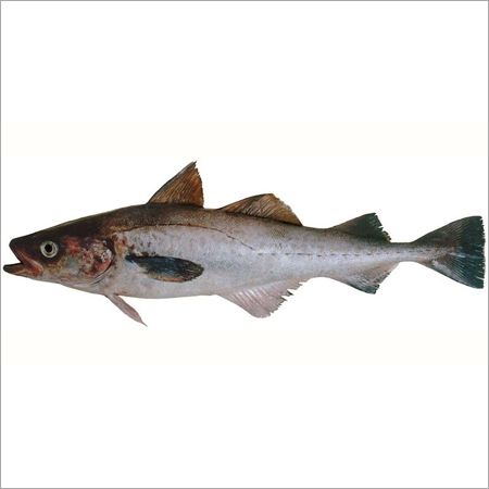 Frozen Pollock Theragra Chalcogramma Fish
