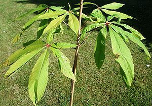 Multi Purpose and Ornamental Tree Seeds