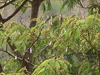 Albizia chinensis