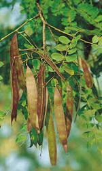 Albizia procera - Grey-Green Bark, Up to 30m Tall, 35cm Trunk Diameter | Fast Growing, Drought Tolerant, Nitrogen Fixing, Erosion Control, Timber Production, Ornamental