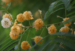 Albizia odoratissima