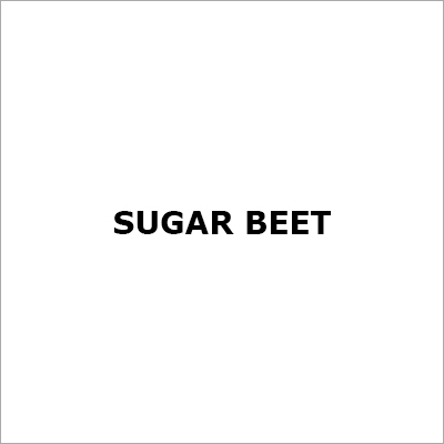 Sugar Beet - 10-20 cm Conical White Root 15-20% Sucrose | Sugar Source Food Processing Biofuel Potential