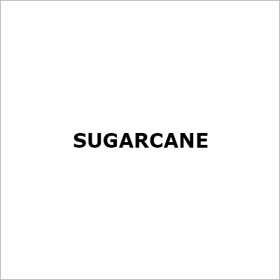 Sugarcane