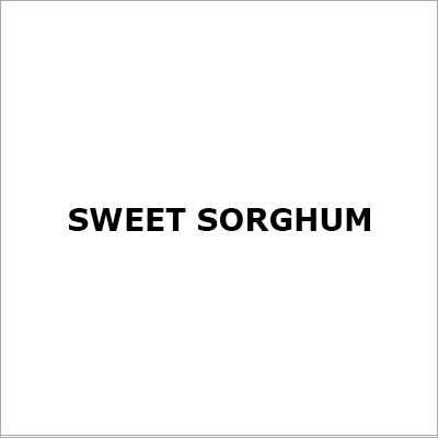 Sweet Sorghum
