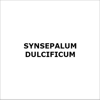 Synsepalum Dulcificum - Red 2cm Fruit 6-15ft Shrub | Natural Sweetener Sugar Substitute Unique Taste