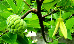 Annona squamosa