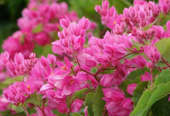 Antigonon Leptopus Antigonon Leptopus