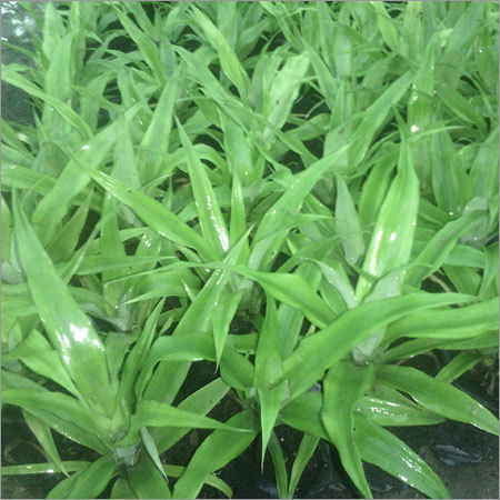 Pineapple Processing Plant