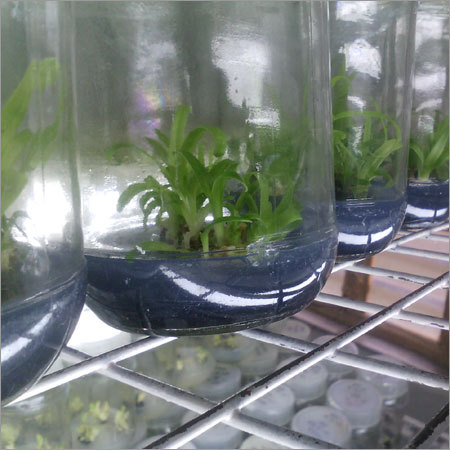 Md2S Pineapple Plant