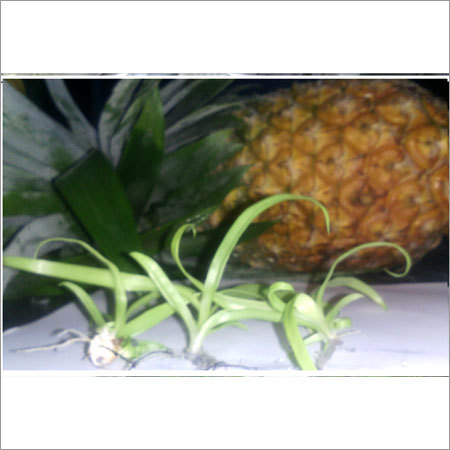 Md2S Tissue Culture Pineapple Plant By SRISTI AGRO BIOTECH PRIVATE LIMITED