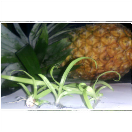 Md2S Tissue Culture Pineapple Plant