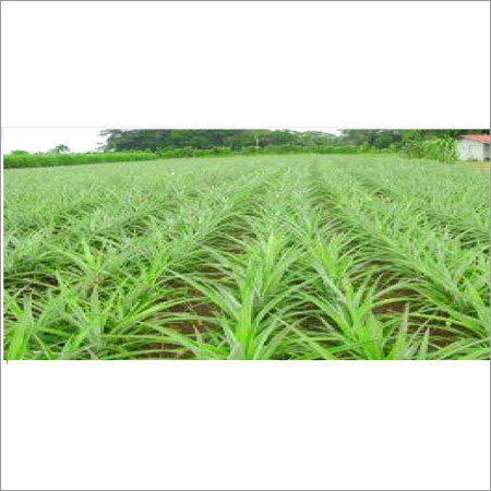 Growing Pineapple Plants