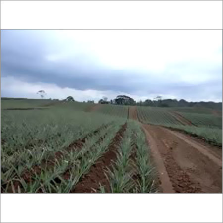 Pineapple Fruit Plant