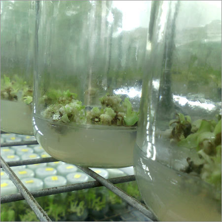 Pineapple Tissue Culture Plant