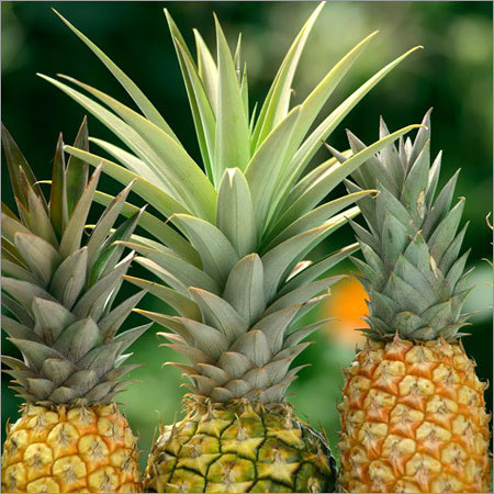 Pineapple Plant