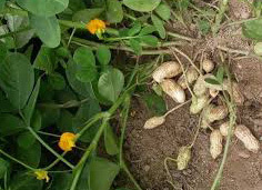 Arachis Hypogea