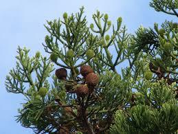 Araucaria cunninghamii Araucaria cunninghamii